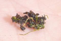 Scytinium dactylinum