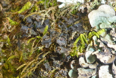 Scytinium dactylinum