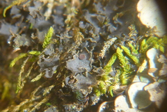 Scytinium dactylinum