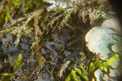 Scytinium dactylinum