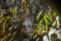 Scytinium dactylinum