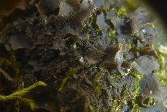 Scytinium dactylinum
