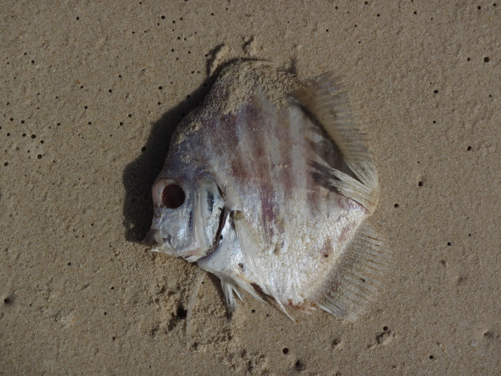 African sicklefish (Drepane africana) — Drepaneidae