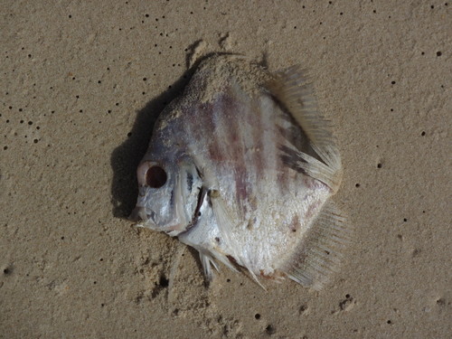 African sicklefish (Drepane africana) — Drepaneidae
