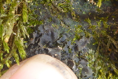 Scytinium dactylinum