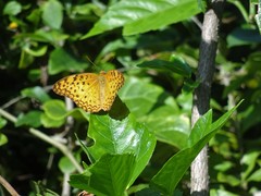 Phalanta phalantha phalantha