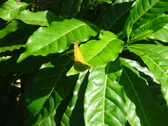 Phalanta phalantha phalantha