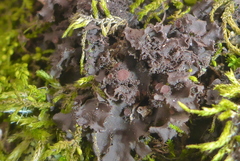 Scytinium dactylinum