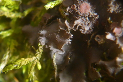 Scytinium dactylinum
