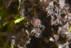 Scytinium dactylinum