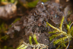 Scytinium dactylinum