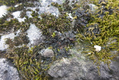 Scytinium dactylinum