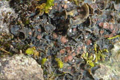 Scytinium dactylinum