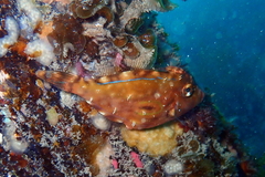 Meuschenia hippocrepis