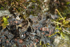 Scytinium dactylinum