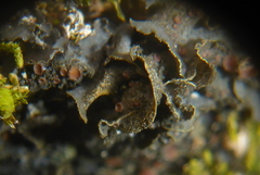 Scytinium dactylinum