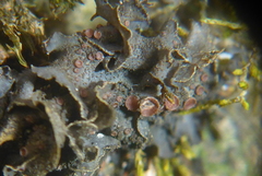 Scytinium dactylinum