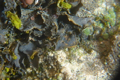 Scytinium dactylinum