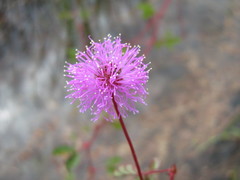 Mimosa skinneri