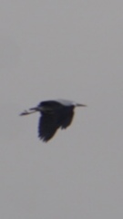 Ardea cinerea