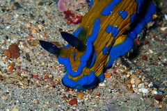 Tambja verconis