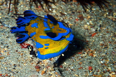 Tambja verconis
