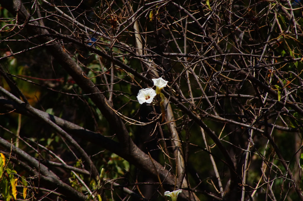 Ipomoea murucoides, Morelia, Mich., México