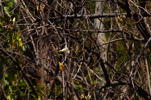 Ipomoea murucoides
