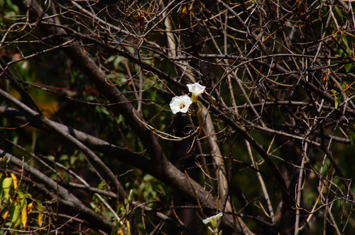Ipomoea murucoides