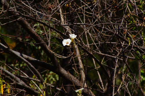 Ipomoea murucoides