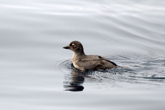 Ptychoramphus aleuticus aleuticus