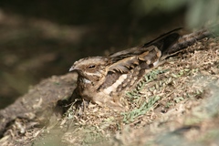 Caprimulgus climacurus