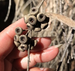 Eucalyptus pulchella