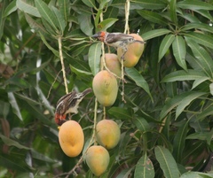 Lybius vieilloti