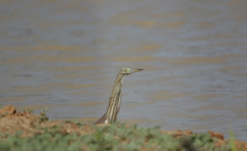 Squacco Heron