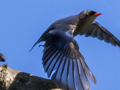 Sitta frontalis frontalis