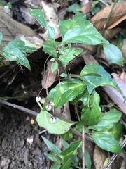 Lysimachia ardisioides