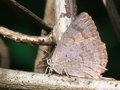 Arhopala centaurus