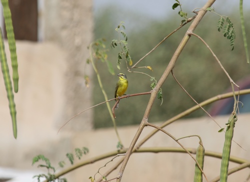 Serín Frentiamarillo (Crithagra mozambica)