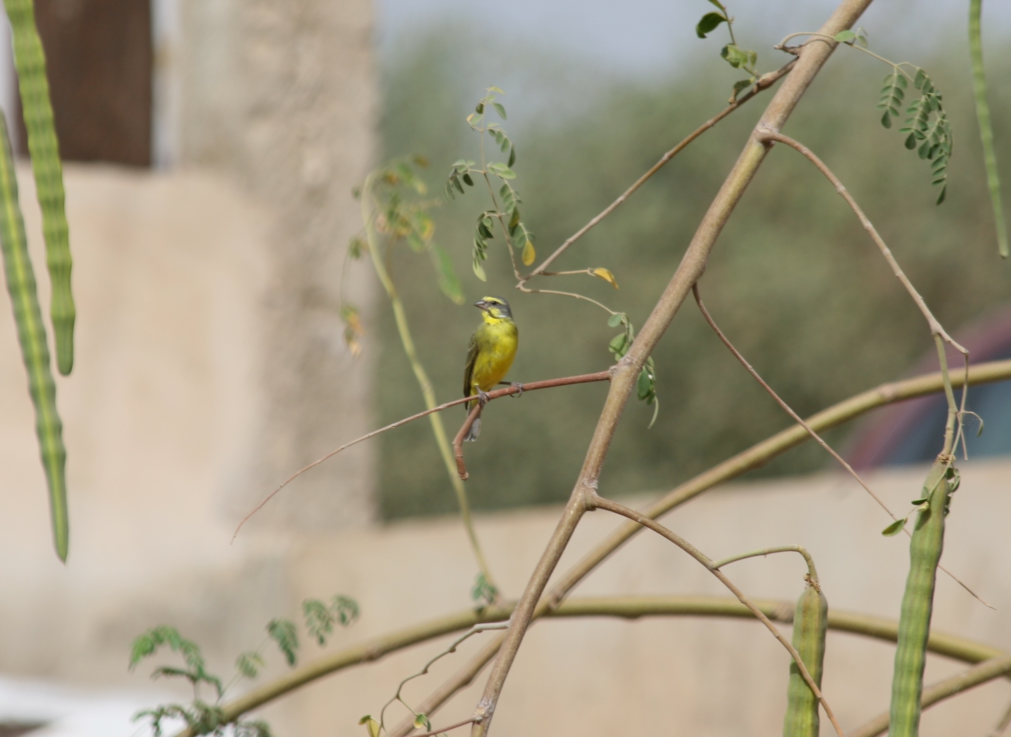 Yellow-fronted Canary (Crithagra mozambica)