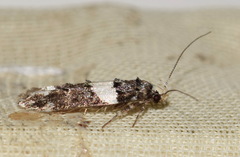 Recurvaria leucatella