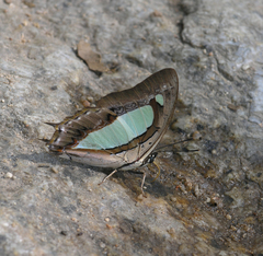 Polyura arja