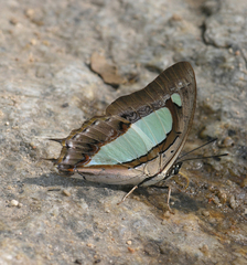 Polyura arja