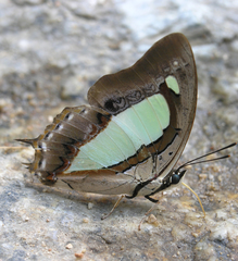 Polyura arja