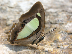 Polyura arja