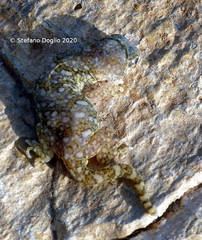 Stenodactylus sthenodactylus