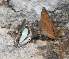 Charaxes bernardus hierax