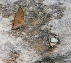 Charaxes bernardus hierax