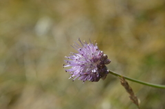 Allium kaschianum