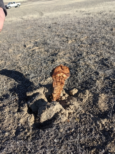 Dictyocephalos attenuatus